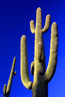 0015-IMG_9894-Saguaro Cactus.jpg