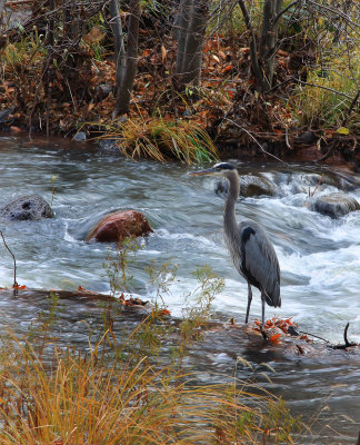 00152-IMG_9861-Blue Heron in Oak Creek-.jpg