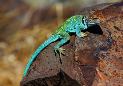 006-IMG_4863-Male Collard Lizard.jpg