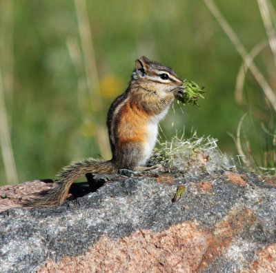 007-IMG_6948-Chipmonk.jpg