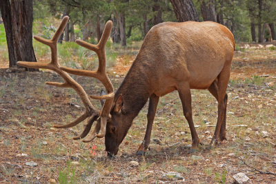 009-IMG_3552-Bull Elk.jpg