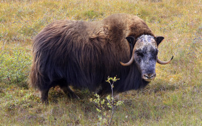 0010-IMG_0914-Musk Ox in the Canadian Arctic.jpg