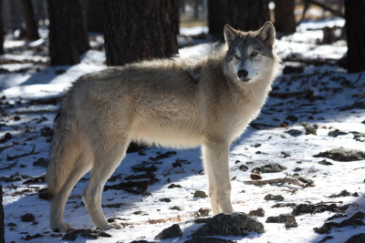 0013-Tundra Wolf-IMG_0038-.jpg