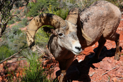 0014-IMG_9953-Bighorn Ram.jpg