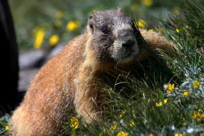 0017-IMG_7351-Marmot.jpg