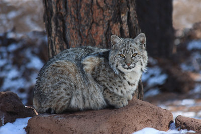 0018-IMG_0359-Bobcat.jpg