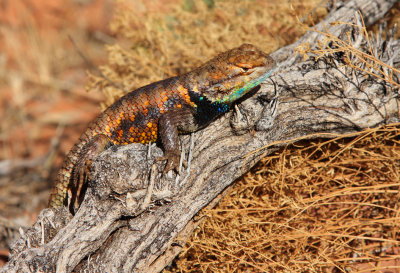 0021-IMG_1082-Desert Spiney Lizard.jpg