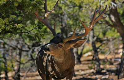 0023-IMG_1711-Mule Deer.jpg