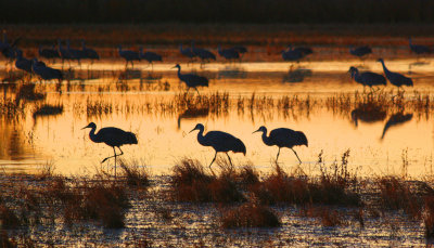 0024-IMG_6582-Sandhill Cranes at Sunrise.jpg
