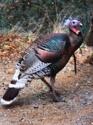 0026-IMG_9738-Wild Turkey.jpg