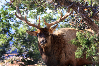 0027-IMG_9080-Bull Elk.jpg