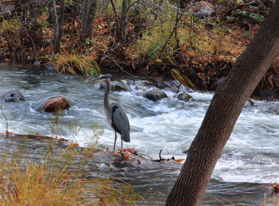 0028-IMG_9861-Blue Heron in Oak Creek .jpg