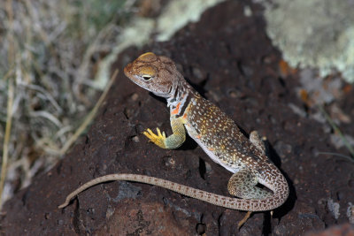 0031-IMG_4797-Female Collared Lizard.jpg