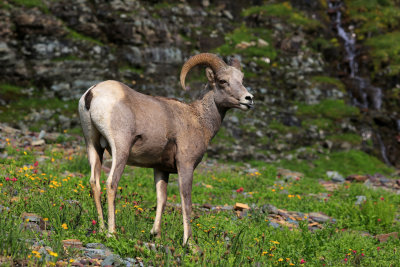 0032-3B9A6598-Bighornn sheep with an attitude.jpg