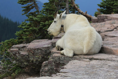 0033-3B9A6810-Mountain Goat with Tracking Collar.jpg