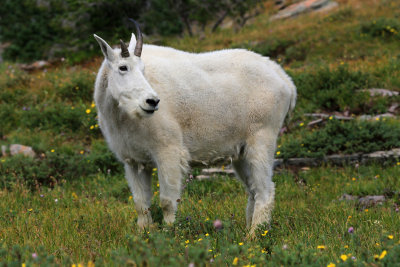 0036-3B9A6888-Mountain Goat.jpg