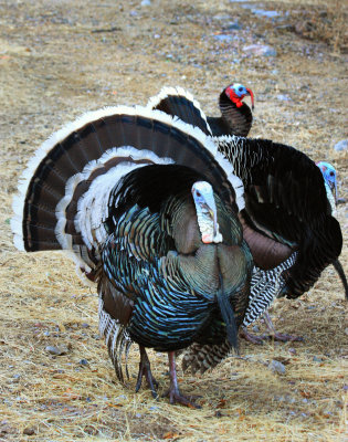 0043-IMG_9790-Wild Turkeys.jpg