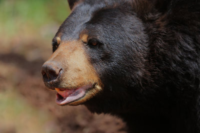 0044-3B9A2780-Portrait of a Black Bear.jpg