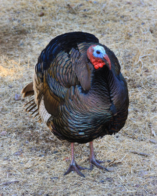 0045-IMG_9859-Wild Turkey Posing for Us.jpg