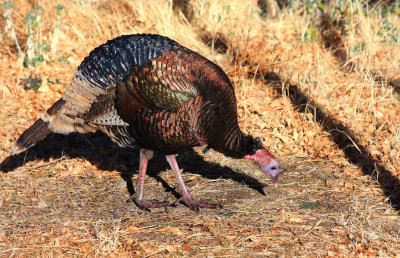 0047-IMG_9909-Wild Turkey Looking for Food.jpg