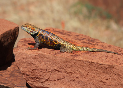 0048-IMG_1072-Desert Spiney Lizard in Marble Canyon.jpg