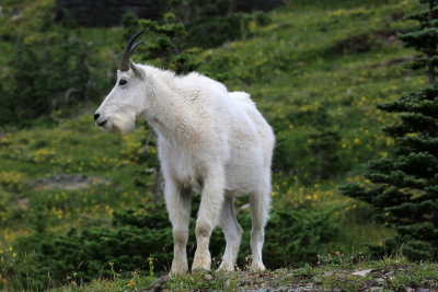 0049-3B9A6925-Mountain Goat.jpg