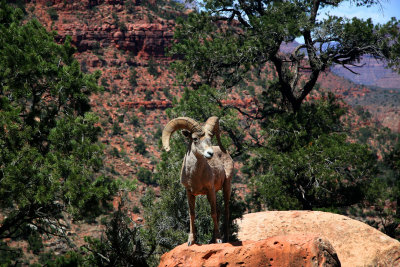 0051-IMG_9916-Bighorn Ram, Grand Canyon.jpg