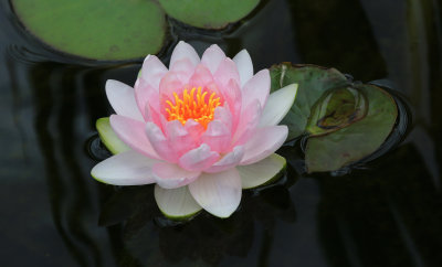 0040-3B9A0772-The Glorious Beauty of a Water Lily.jpg