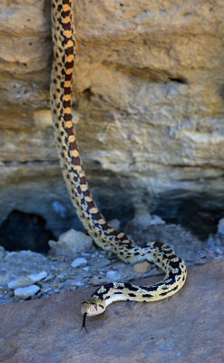 0052-3B9A0537-Arizona Glossy Snake.jpg