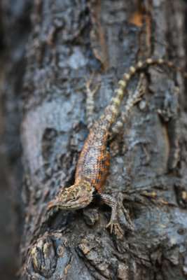 0053-3B9A0776-Desert Spiny Lizard.jpg