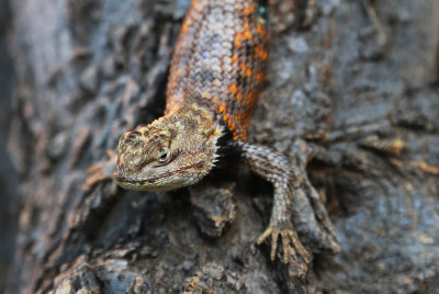 0054-3B9A0776-Desert Spiny Lizard-.jpg