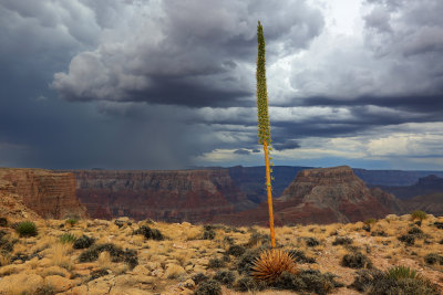016-3B9A3253-Monsoon Storm over the Grand Canyon.jpg
