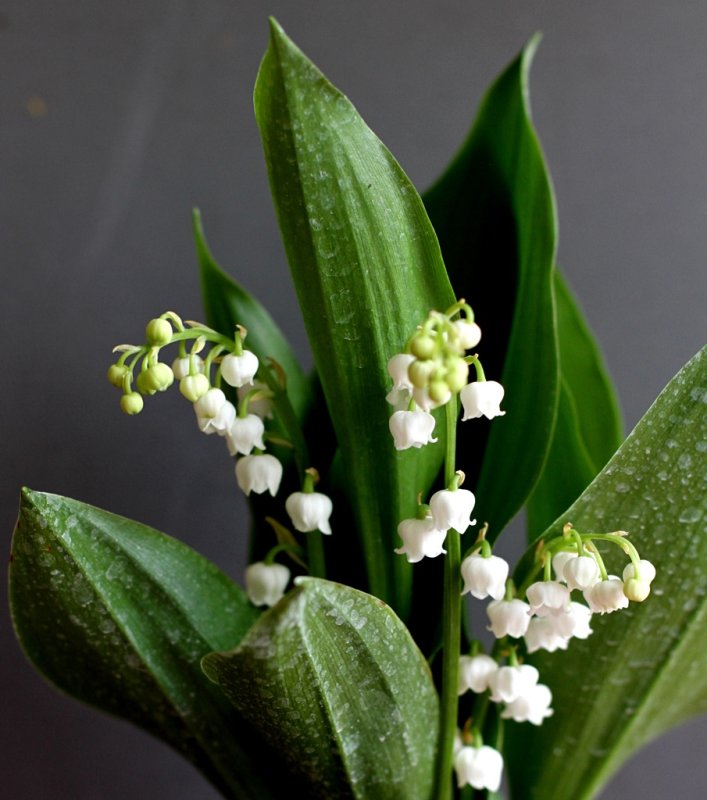 May 1st - 24 - Flowers 