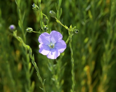 30 - Wildcard - Flower photography