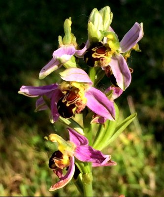 Lyrical June 19 - Bee Orchid