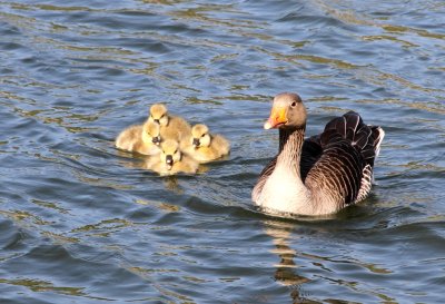 pink foot goslings and parent
