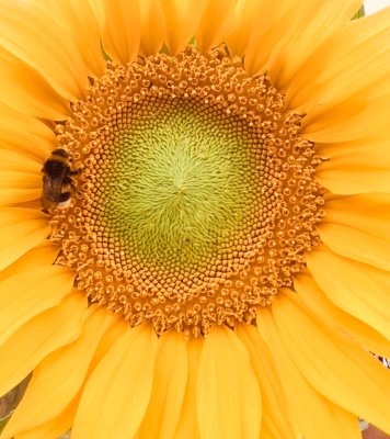 July 21 Cheerful - Jessica's Sunflower 