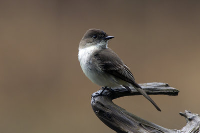 Eatern Wood Pewee 