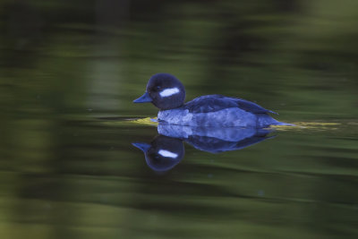 Bufflehead female