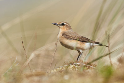 Zlnd160417 4.jpg