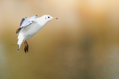 WL140217_233.jpg