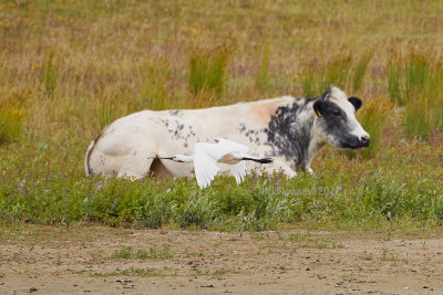 Zlnd230717 17.jpg