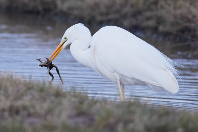 BiBo110218_253.jpg