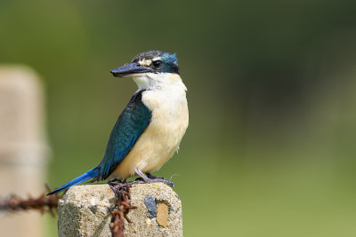 DSC_9458.jpg