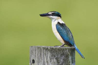 DSC_9466.jpg