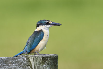 DSC_9468.jpg