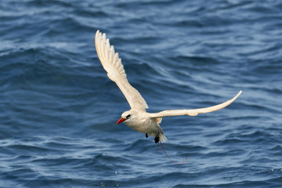 Red-tailed Tropicbird Gallery