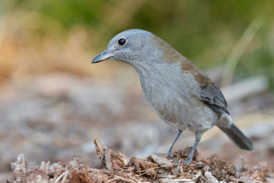 DSD_0814.jpg