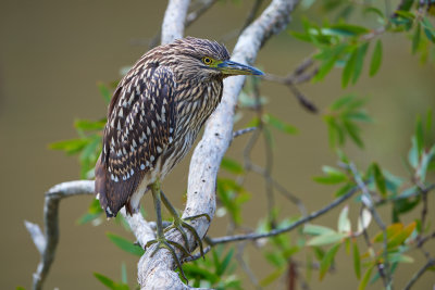 DSC_6092.jpg