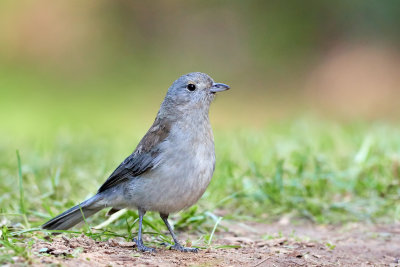 DSD_0843.jpg